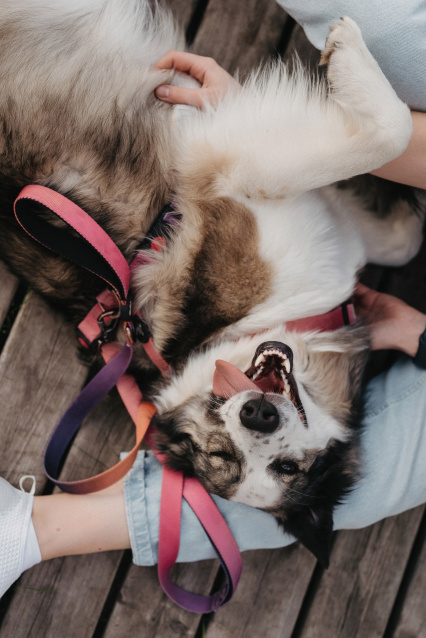 Фотосессия с питомцем — трогательные кадры с вашим любимцем – фото № 2